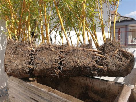 transplanting bamboo shoots